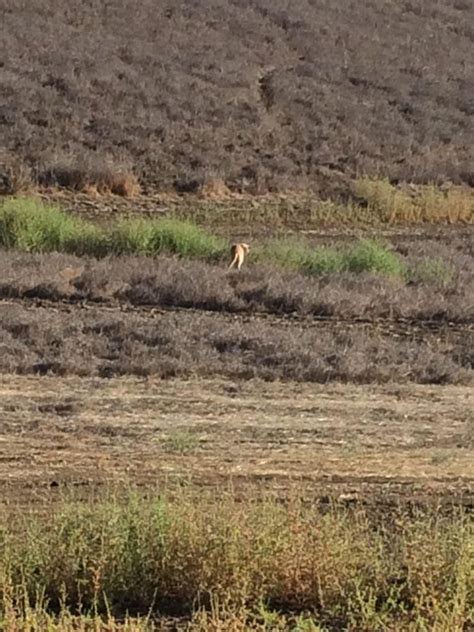 Mountain lion sightings reported near Stonegate - SanBenito.com ...