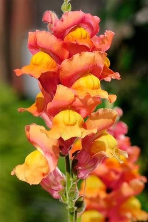 How to Prune Snapdragons | Hunker