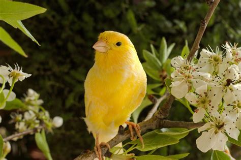 Oiseaux : tout savoir sur le canari domestique