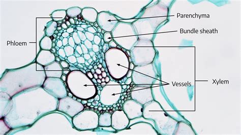 Cross Section Of Monocot Stem