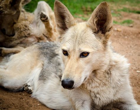 A coydog or coyote-dog hybrid | Hybrid dogs, Dog pictures, Puppies