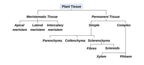 Plant Tissue- Definition, Types of Plant Tissue & Functions | Biology