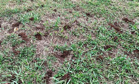 What are earthworm castings? What to know about the little dirt mounds