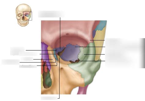 Eye Orbit Diagram | Quizlet