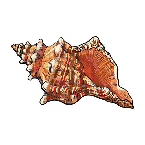 Royalty Free Conch Shell Clip Art, Vector Images & Illustrations - iStock