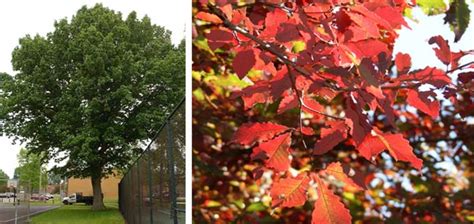 4 Oak Trees for Every Landscape - Beyond Behnkes