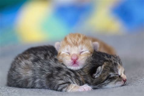 Newborn Kittens Wallpapers - Wallpaper Cave