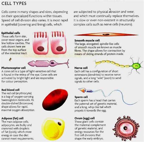 Parts Of A Human Cell And Their Functions