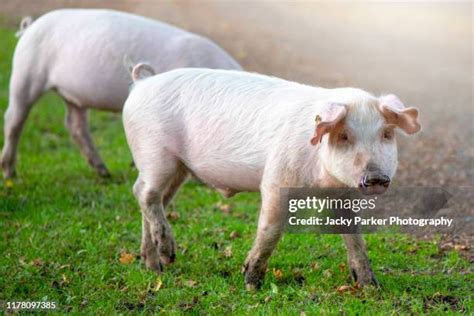 229 Hampshire Pig Stock Photos, High-Res Pictures, and Images - Getty ...