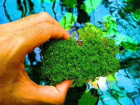 Jual Cuba karpet tanaman air - aquascape Hemianthus cuba di lapak ...