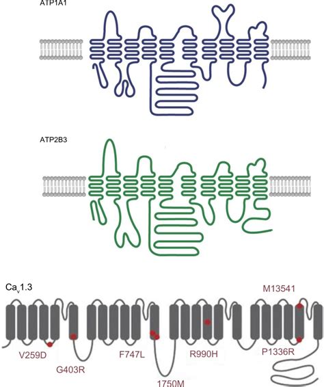 A schematic diagram of the structure of Na+/K+ ATPase subunit alpha 1 ...