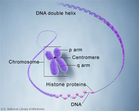 Human Chromosome Structure