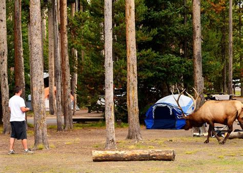 Camping at Yellowstone National park.