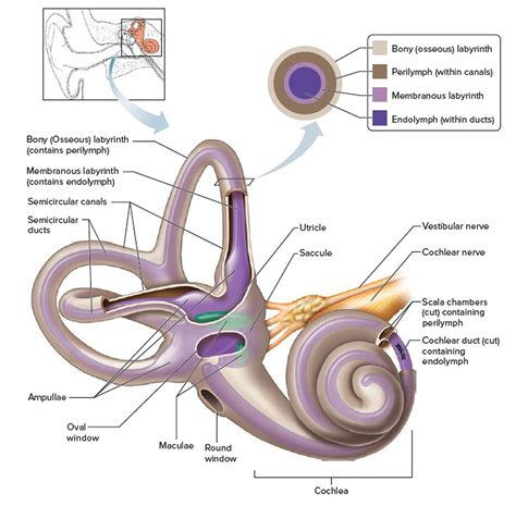 Human Ear Anatomy - Parts of Ear Structure, Diagram and Ear Problems