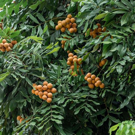 Longan Trees for Sale | FastGrowingTrees.com