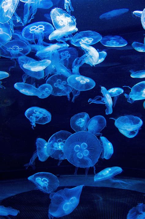 Jellyfish 1 | Jellyfish aquarium, Jellyfish, Fish pet