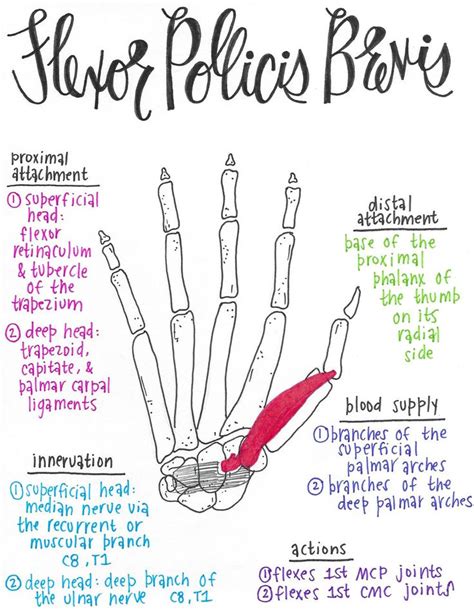 Flexor Pollicis Brevis | Human anatomy and physiology, Muscle anatomy ...