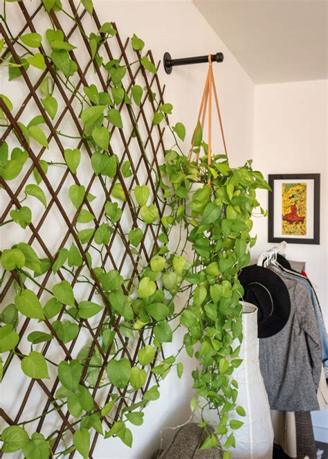 DIY Plant Wall: Bring Life Indoors Under $100