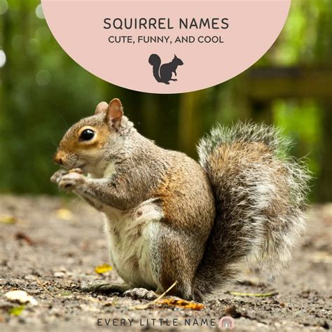 210+ Best Squirrel Names (Cute, Funny, and Cool) - Every Little Name