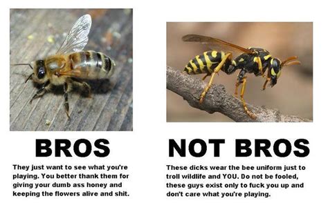 Ground Bees Vs Honey Bees I pit yellow jackets! | Bee, Dumb and dumber ...