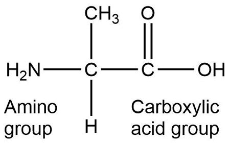 Amino acids are the building blocks for all proteins in our bodies. A ...