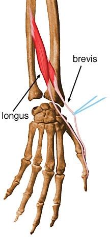 Extensor Pollicis Brevis - Anatomy - Orthobullets