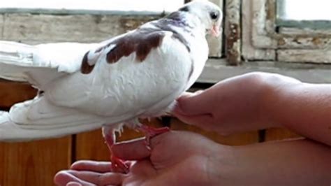 How to Care for pet Pigeon - YouTube