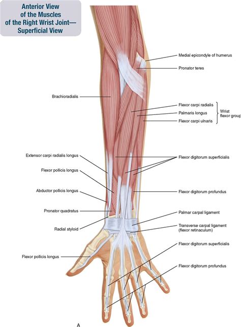 7. Muscles of the Forearm and Hand | Musculoskeletal Key