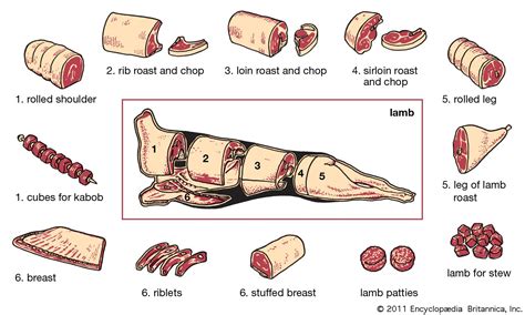 Lamb | meat | Britannica