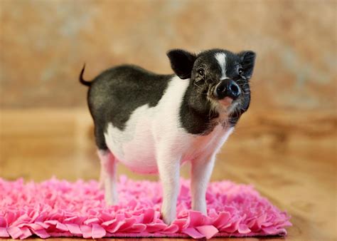 Legalize Mini Pigs As Pets