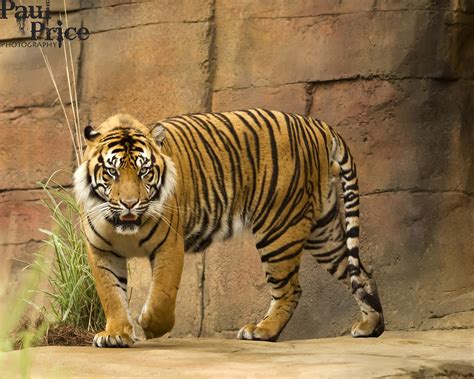 Tiger full body | Ready to eat a photog | Paul Price | Flickr