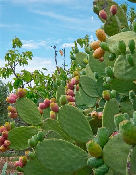 10 secrets for growing prickly pear in your garden | My desired home