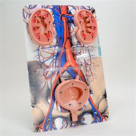 Urinary Tract Model | PulseMDM