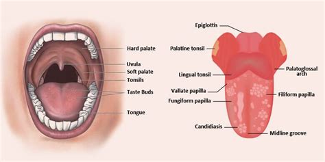 Mouth Diseases Names List with Symptoms, Causes and Treatment