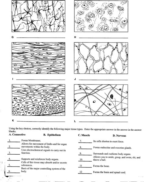 Animal Tissues Grade 10 Notes