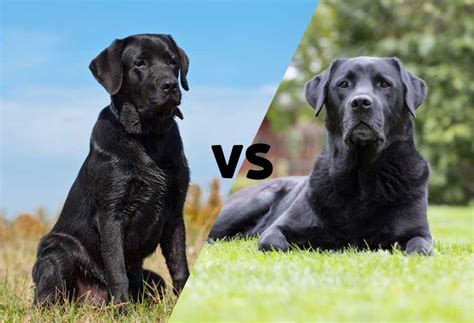 Are Show Labradors English