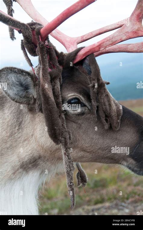 Antler shedding hi-res stock photography and images - Alamy