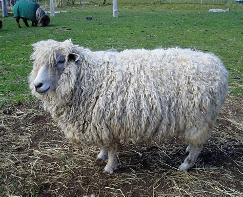 Cotswold sheep named Jenny | Cotswold sheep named Jenny - he… | Flickr