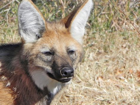 Pueblo Zoo Blog: Maned Wolf pups born at Pueblo Zoo