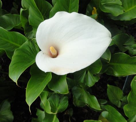 HOW TO GROW AND CARE FOR ARUM LILIES – gardenpicsandtips.com