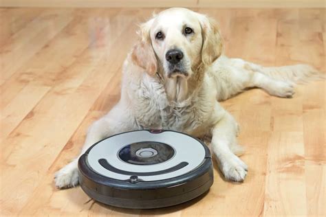 5 Best Roombas for Pet Hair of 2024