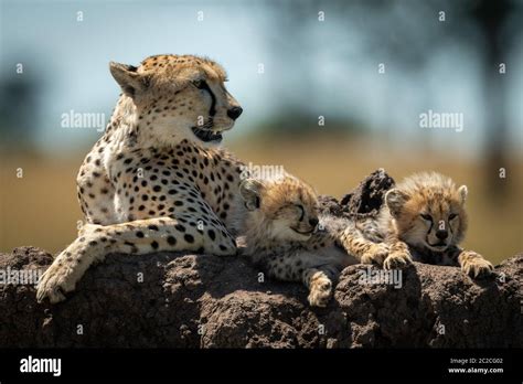 Cheetah lies by sleepy cubs on mound Stock Photo - Alamy