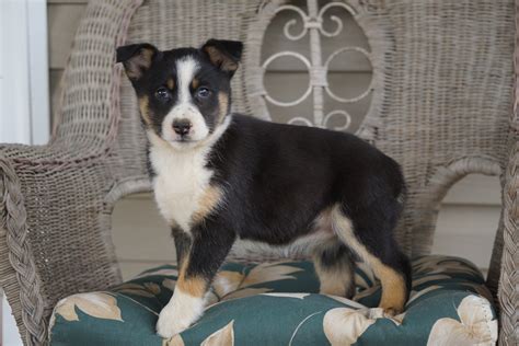 Miniature Australian Shepherd Mix For Sale Holmesville, OH Female- Ava ...