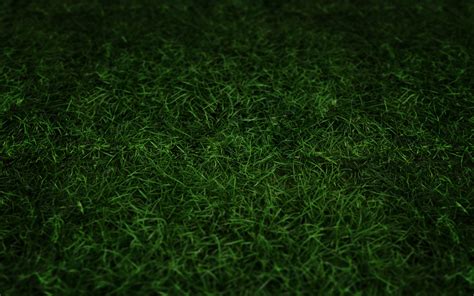 green, Grass Wallpapers HD / Desktop and Mobile Backgrounds