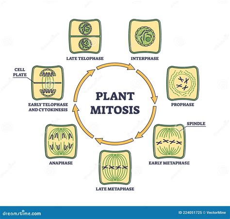 Plant Cell Division Mitosis Indian Plant Cell Division Mitosis | Images ...