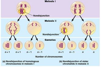 meiosis stages animation : Biological Science Picture Directory ...