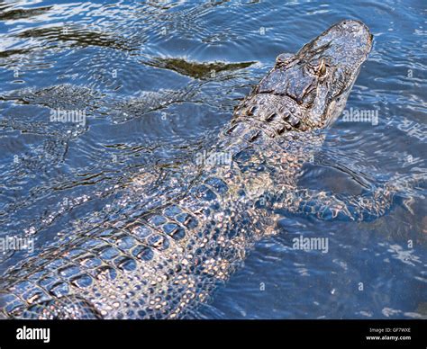 Alligator on a swamp boat tour of the Bayous outside of New Orleans in ...