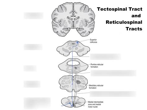 tectospinal tracts and reticulospinal tracts Diagram | Quizlet