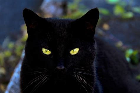 Bright Eyes | I came upon this beautiful black cat lurking i… | Flickr