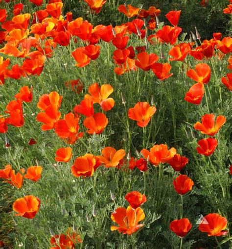 California Poppy Mikado (Eschscholzia californica) | Applewood Seed Co.